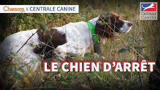 CHOISIR SON CHIEN DARRÊT  Chassonscom x Centrale Canine [upl. by Oberg]