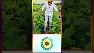 Best Store for Pesticides Fertlizers amp Seeds  Kiran Reddy Agri Traders in Ellanthakunta Karimnagar [upl. by Munt]