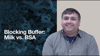 Milk or BSA Choosing a blocking protein for Western Blotting WB  CST Tech Tips [upl. by Yelnik]