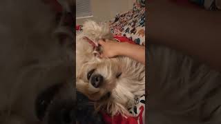 The Art of Dog Scratches Relaxation at Its Fuzziest fluffybliss [upl. by Kristofer]