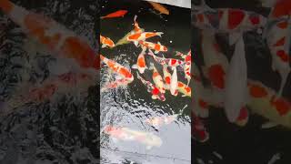 KOLAM KOI NATURAL IKANNYA SUPER OWNER GUSMAN SURYA TAMPAKSIRING [upl. by Breeze]