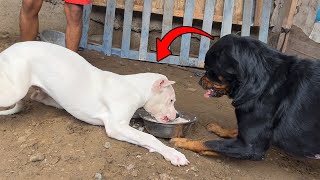 Adopte un Dogo argentino muy dominante  alimentando a mis perros [upl. by Xeno]