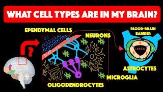 Types of glial cells [upl. by Ethelred]