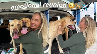 WE FLEW OUR DOGS TO AMERICA Emotional Reunion [upl. by Suiraj]