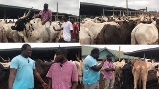 The biggest cattle farm I have visited so far Rahmaniya farms [upl. by Attelra]