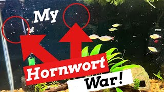 Before You Add HORNWORT  WATCH THIS [upl. by Newsom]