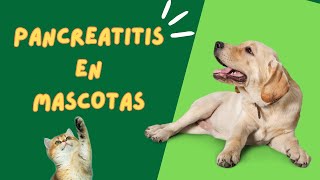 Guía completa sobre pancreatitis en mascotas síntomas causas tratamiento y prevención [upl. by Anwat]