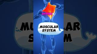 The Muscular system  what is muscular system muscularsystem humanbody study students shorts [upl. by Anilet]