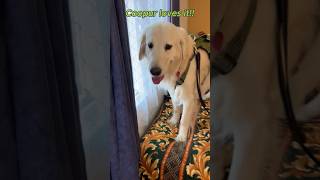 Coopur loves Route 66 Motel Supai Seligman AZ englishcreme dogvideo dogmodel petmodel [upl. by Claud918]