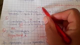 Cycle de developpement thallophytes partie 1 et fecondation [upl. by Ecitnerp]