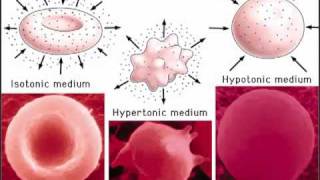 Cells Part 2 amp Passive transport [upl. by Winstonn867]