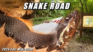 Snake Road Illinois Fall 2024 SNAKE MIGRATION  FULL VIDEO [upl. by Ordep]