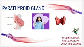 Parathyroid gland gross anatomy Endocrine system module DrNajeebLecturesJr [upl. by Rodge75]