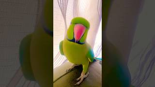 My beautiful talkative parrot zoomi 🥰 [upl. by Issak]