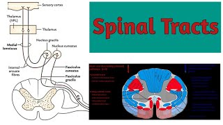 Spinal Tract  Tract of Gall amp Burdach  Pyramidal Tract  Spinothalamic Tract  AK Hasnat [upl. by Hallvard671]