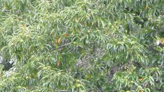 Old American Chestnut Tree on Salt Spring Island [upl. by Jain]