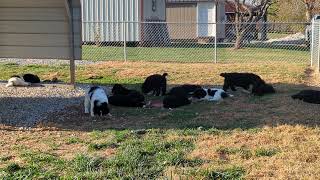 Newfoundlands of Umfleet Farms [upl. by Einnahpets]