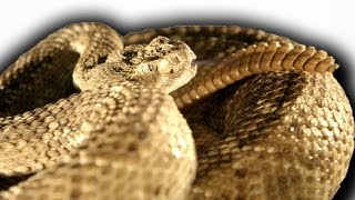 Slow Motion Rattlesnake  Slo Mo  BBC Earth Explore [upl. by Ael]