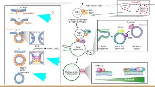 Molecular Motors amp Transport Lecture [upl. by Novad784]