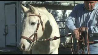 How to Bridle your horse using a hackamore [upl. by Vivienne669]