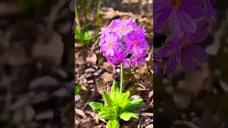 Primula Denticulata Violet Flowers flowers primula violetflowers [upl. by Kalagher]