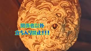 続コガタスズメバチ要塞陣地構築❗極めて危険‼️立ち入り禁止‼️‼️24年10月24日25日記録編集、64。2024年10月28日 [upl. by Nigam261]