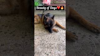 Street dog vs german shepherd 😱😱 shorts germanshepherd streetdog shortsviral [upl. by Zerelda112]