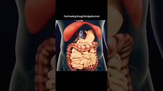 Food travel through the Digestive Tract [upl. by Kciremed]