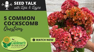 Seed Talk 92  5 Common Cockscomb Questions [upl. by Marita498]