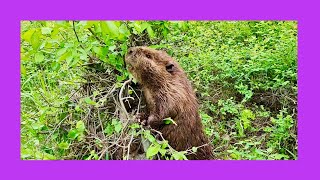 Beaver Climbs Up in a Tree [upl. by Akirdnuhs620]