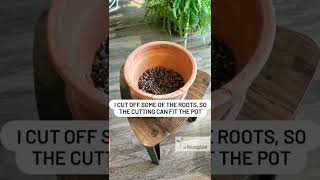 Potting a Propagated Monstera Cutting Simply amp In No Time [upl. by Anos852]