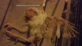 Investigation into Hillandale Farms One of USs Largest Egg Producers [upl. by Ekrub]