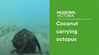 Coconutcarrying octopus [upl. by Berenice]