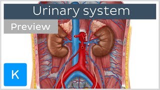 Urinary system organs and functions preview  Human Anatomy  Kenhub [upl. by Lalage]