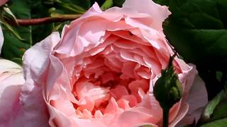 Alnwick rose in the garden macro view [upl. by Graehl89]