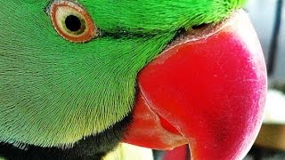 Roseringed parakeet talking to video camera [upl. by Aneehc]