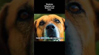 Rhodesian Ridgeback was Breed to hunt lions lion rhodesianridgeback shortsvideo shorts [upl. by Adlemi]