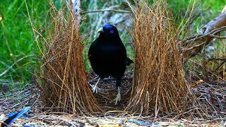 Satin Bowerbird courtship behavior 4K [upl. by Hennessey]