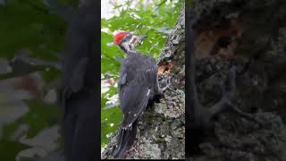 Pileated Woodpecker Drumming on a Tree  Nature Sounds and CloseUp Footage birds [upl. by Nylinnej]