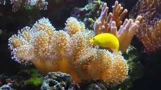 NutriCell MicroEncapsulated Coral Food [upl. by Adalai]