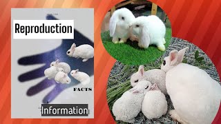 reproduction of rabbit  rabbit life documentary [upl. by Yeldnarb]