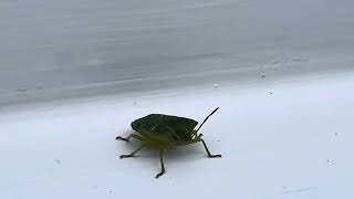 Awesome green shield bug walking Palomena prasina bugs nature [upl. by Ellis]