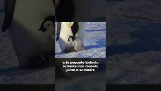 Bebe Pingüino Intentando Hacer Amigos SHORTS [upl. by Barabbas]