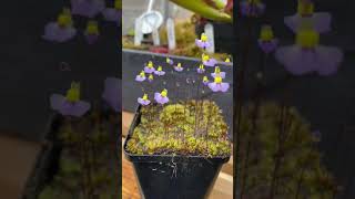 Shorts Utricularia Bisquamata CV Bettys Bay [upl. by Zedecrem]