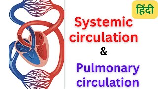 Systemic circulation  pulmonary circulation cardio vascular system  RegisteredNurseRN [upl. by Amla]