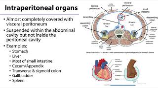 Peritoneal Cavity  Part 3  Anatomy Tutorial [upl. by Poppy]