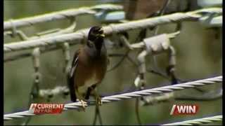 Indian Myna pest control in Canberra A Current Affair [upl. by Raasch]