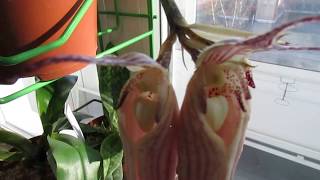 Цветение орхидеи бульбофиллум bulbophyllum longissimum [upl. by Acessej]