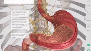 The GastroIntestinal Tract  Complete Anatomy [upl. by Aven]