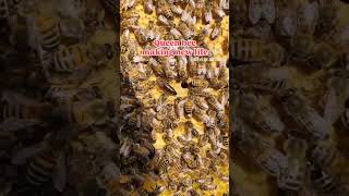 Bijen koningin legt eitjes queenbee beekeeper beekeeping bee [upl. by Oijimer]